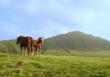 国内で厳格に飼育管理された馬のみを使用